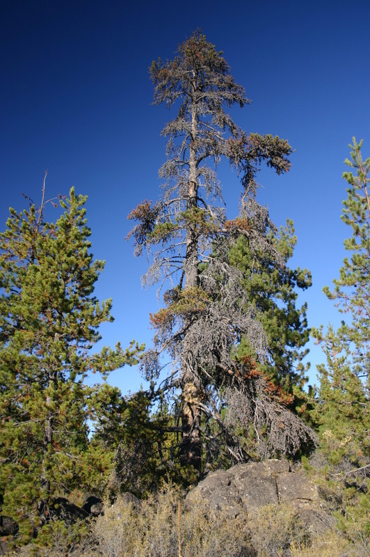 lodgepole by rockpile